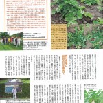 沖縄の伝統野菜・カガンジデークニ