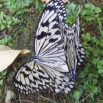 オオゴマダラの恋・白黒まだら模様の日本最大の蝶