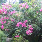 ブーゲンビレア・南国を象徴する熱帯花木のひとつ